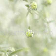 Eberraute-Artemisia-abrotanum-6
