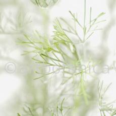Eberraute-Artemisia-abrotanum-3