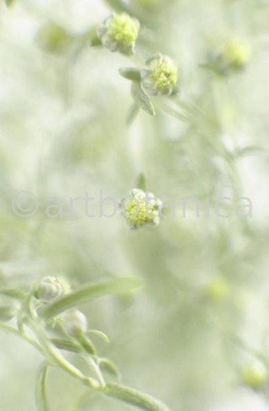 Eberraute-Artemisia-abrotanum-6