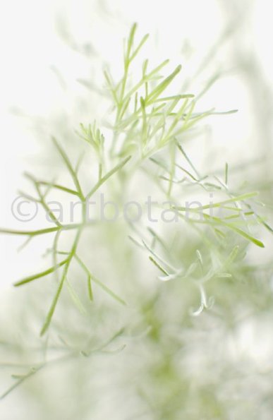 Eberraute-Artemisia-abrotanum-1