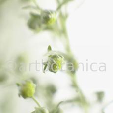 Eberraute-Artemisia-abrotanum-8