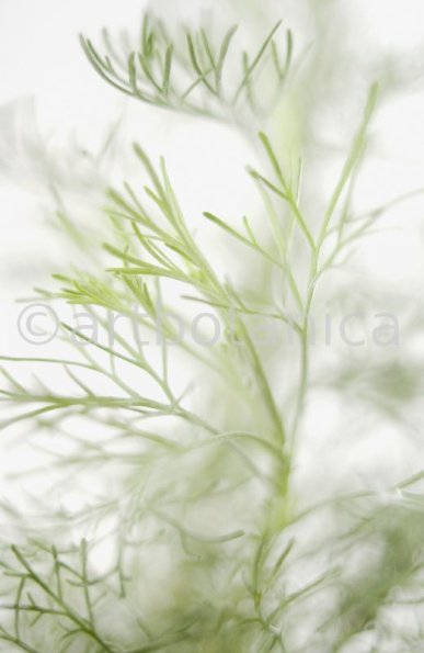 Eberraute-Artemisia-abrotanum-2