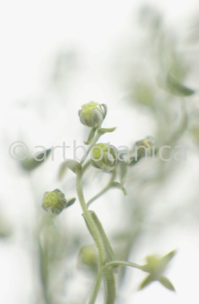Eberraute-Artemisia-abrotanum-5