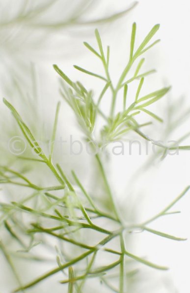 Eberraute-Artemisia-abrotanum-4