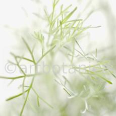 Eberraute-Artemisia-abrotanum-1