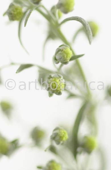 Eberraute-Artemisia-abrotanum-10