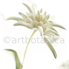 Edelweiss-Leontopodium-alpinum-8