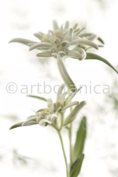 Edelweiss-Leontopodium-alpinum-11