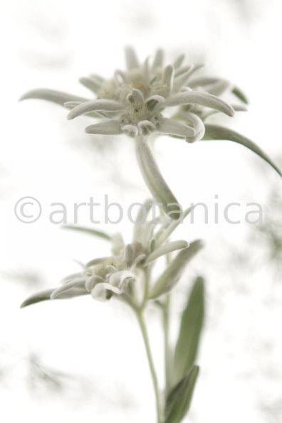 Edelweiss-Leontopodium-alpinum-12
