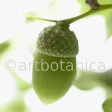 Eiche-Quercus-robur-24