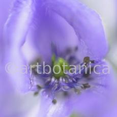 Eisenhut-Aconitum napellus-1