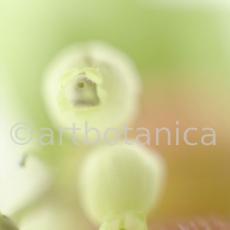 Erdbeerbaum-Arbutus-unedo-10