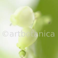 Erdbeerbaum-Arbutus-unedo-15