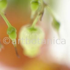 Erdbeerbaum-Arbutus-unedo-7