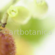 Erdbeerbaum-Arbutus-unedo-11