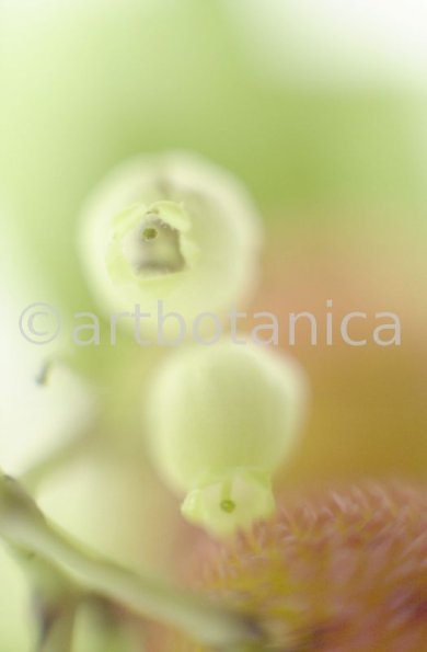 Erdbeerbaum-Arbutus-unedo-10