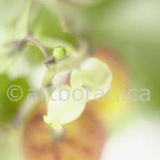 Erdbeerbaum-Arbutus-unedo-6