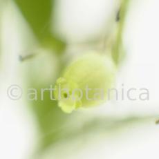 Erdbeerbaum-Arbutus-unedo-13
