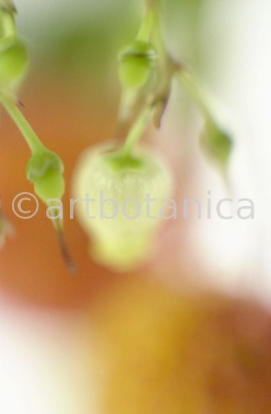 Erdbeerbaum-Arbutus-unedo-7