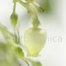 Erdbeerbaum-Arbutus-unedo-12
