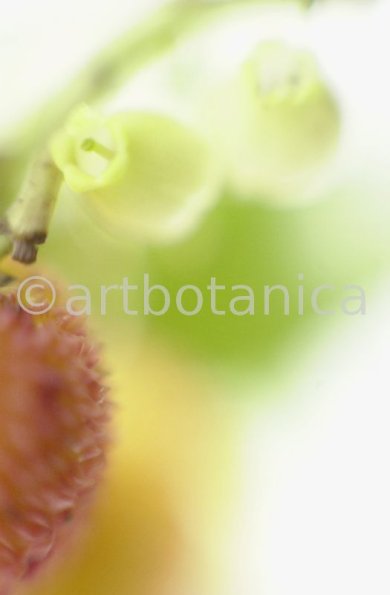 Erdbeerbaum-Arbutus-unedo-11