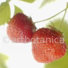 Erdbeere-Fragaria vesca-36