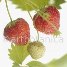 Erdbeere-Fragaria vesca-27