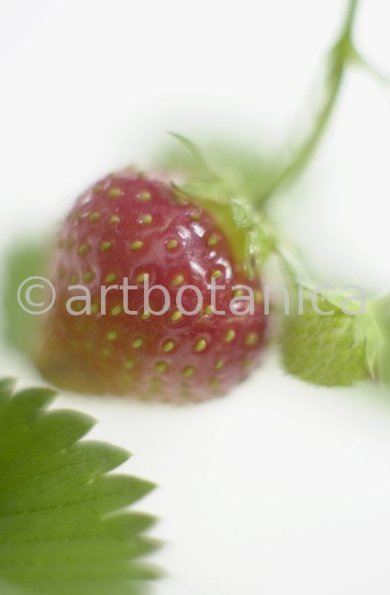Erdbeere-Fragaria vesca-3