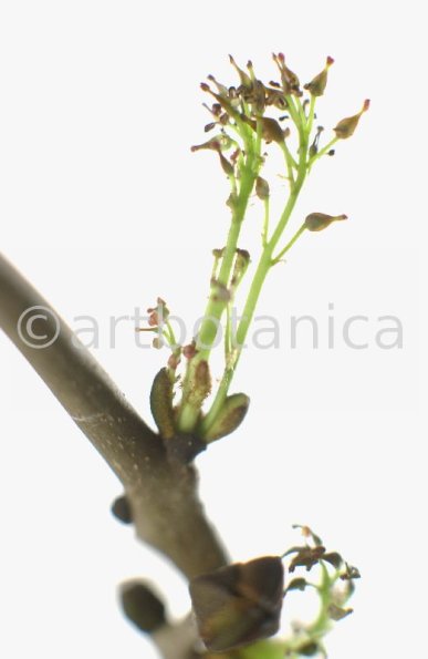 Esche-Fraxinus excelsior-12