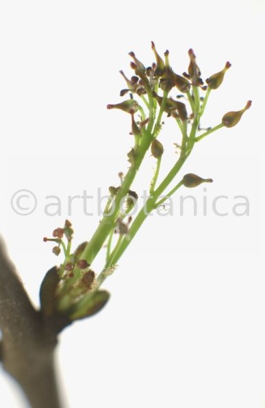 Esche-Fraxinus excelsior-10