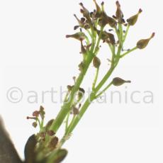 Esche-Fraxinus excelsior-10