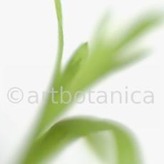 Estragon-Artemisia-dracunculus-13