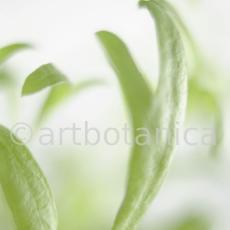 Estragon-Artemisia-dracunculus-2