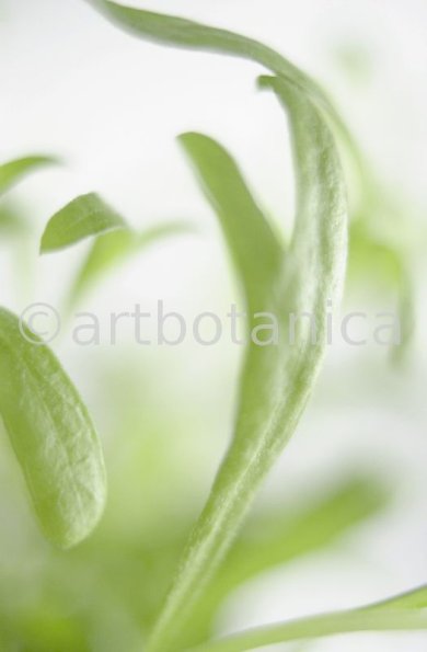 Estragon-Artemisia-dracunculus-2