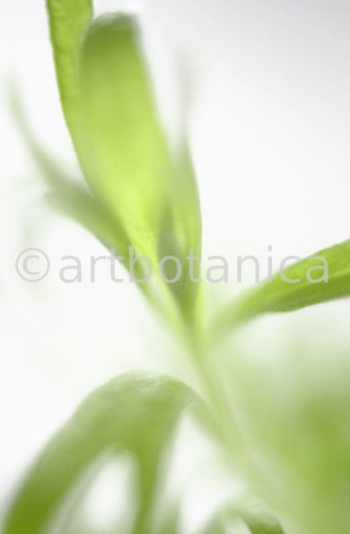 Estragon-Artemisia-dracunculus-1