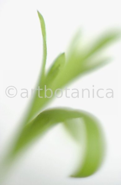 Estragon-Artemisia-dracunculus-13
