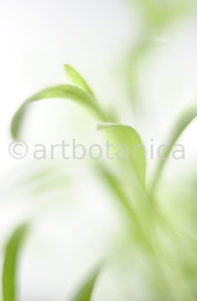 Estragon-Artemisia-dracunculus-7