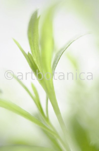 Estragon-Artemisia-dracunculus-8