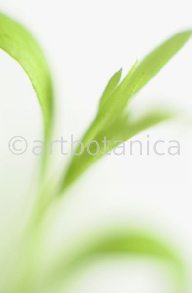 Estragon-Artemisia-dracunculus-12