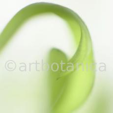 Estragon-Artemisia-dracunculus-9