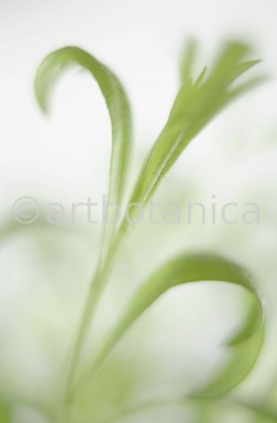Estragon-Artemisia-dracunculus-3
