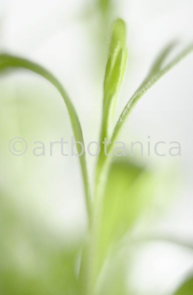 Estragon-Artemisia-dracunculus-4