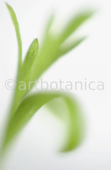 Estragon-Artemisia-dracunculus-14