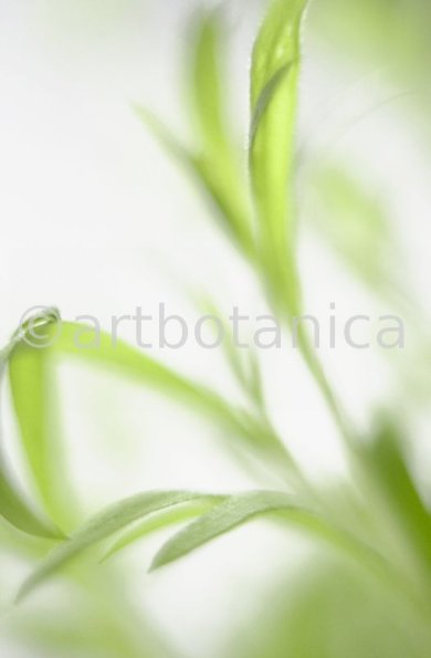 Estragon-Artemisia-dracunculus-6