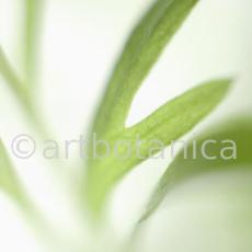 Estragon-Artemisia-dracunculus-11
