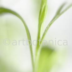 Estragon-Artemisia-dracunculus-4