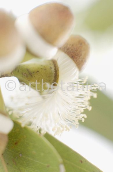 Eukalyptus-Eucalyptus-globulus-12