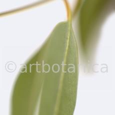 Eukalyptus-Eucalyptus-globulus-5