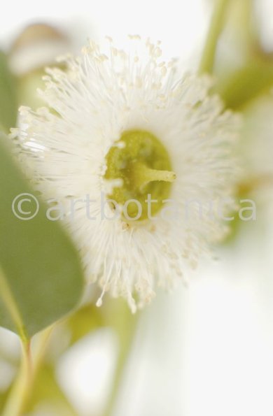 Eukalyptus-Eucalyptus-globulus-3