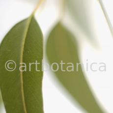 Eukalyptus-Eucalyptus-globulus-7